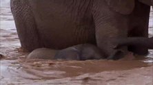 3个小象相继被暴涨的河水卷走，象妈妈自身难保，只有期待奇迹了