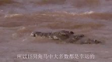 15只角马过河惨被鳄鱼埋伏，死亡翻滚玩儿太嗨，场面一度失控