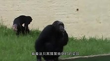 猩猩给游客丢了根绳子，示意游客绑个香蕉，这操作神了！