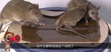 十二生肖有老鼠，为什么没有猫，这么多年今天才知道