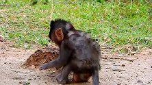 小肥猴跌跌撞撞，可得要当心了！