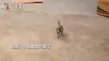 女娃错把猫咪认作老虎吓得嚎啕大哭  猫：你吓到我了