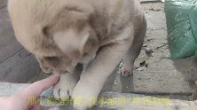 罕见的懒狗，吃饱就睡，才40天小奶狗不再理会自己狗妈妈