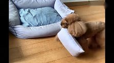 泰迪的床和窝都被妹妹霸占了，下一秒狗狗的反应太逗了，忍住别笑