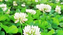 夕阳西下你钓鱼我赏花，生活平淡而知足，原来三叶草也会开花呀！