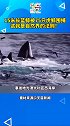 震撼！敬畏！这就是自然界法则！ 15米长蓝鲸误入繁殖地被75只虎鲸吃掉