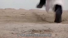 汪小敏唱射雕英雄传主题曲，郑少秋突然登台，观众瞬间沸腾