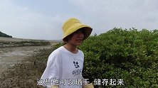 渔民的凉茶都长在海里，游客看到很嫌弃，阿渔妹：太不识货了