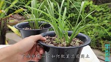 给兰花配制土壤，满足5大条件，选择范围太广了