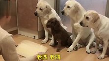 三只狗指认泰迪，动作出奇的一致，给主人瞬间逗乐了