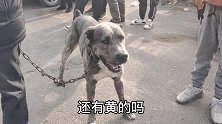 比特犬“对战”卡斯罗谁更厉害，还没“切磋”，主人先怕了