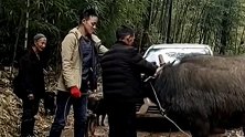这才是真正的牛拉车，车坏了，只能让牛拉回家了。