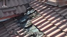 男子翻修屋顶，掀开瓦片的一瞬间，发现下面的藏着的数百只动物