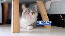 大黄蜂竟在家里筑巢，5只猫在围观！铲屎官吓坏了！