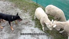 牧羊犬牧牛，不料牛兄突然发难，牛：回去牧你的羊！
