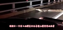 马路上出现庞然大物，汽车都不敢行驶，只能乖乖等候