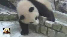 “液态”熊猫宝宝“流动”的样子简直不要太可爱