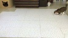纸上画1000粒猫粮，考验喵星人眼力，把猫坑惨了