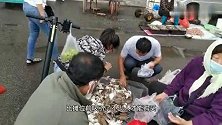 休渔期青岛梭子蟹上市，最便宜8块一斤，新鲜实惠买的人络绎不绝