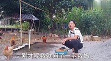 农村大婶拉狗看鸡，防别人偷鸡，想不到第一日狗就咬死鸡