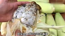 它和玉米共生，农民见了头疼，城里人却当成美食，简单一蒸，真香