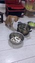 猫：铲屎的我就看看，保证不吃鱼！