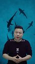 大白鲨起源之谜：科研人员称极有可能是由马科鲨进化而来！（一）海底世界 未解之谜