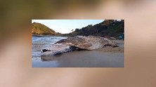 18吨鲸鱼搁浅沙滩政府花33万动用挖掘机运走