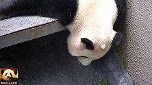 头顶可爱呆毛的熊猫结浜，一言不合就开启放飞自我模式，超萌的
