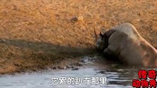 犀牛爬在湿滑的水边上不来，狮群看见马上跑来想猎杀它，下一秒