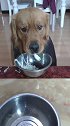 金毛吃过饭帮主人洗碗，居然学会了干洗，真逗