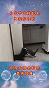 猫：我知道自己很壮，但架不住我怂啊！