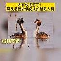 太有仪式感了！凤头䴙䴘求偶仪式如跳双人舞