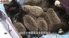 8只刺猬将猫咪当成妈妈，全部爬到猫咪身上，接下来忍住别笑