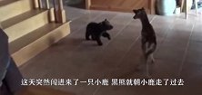 黑熊闯入院内偷吃鸟食，被狗狗一个飞脚踢过来，黑熊：家有恶犬