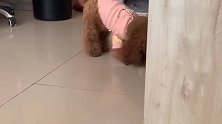 泰迪把磨牙棒吃完了，它竟独自在房间里生闷气，太可爱了