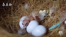 小鸟出壳全纪录，生命都是宝贵的，哪怕你是一只鸟！
