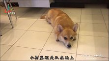 小柯基犬的口水流了一地！女主人的小饼干真是难以拒绝