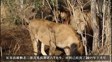 受伤瘸行的坏男孩雄狮，内斗的结果就是两败俱伤