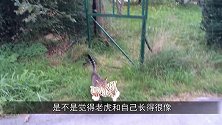 猫咪叼着小老虎，大摇大摆走进灌木丛，镜头记录搞笑画面！