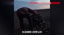 23头骆驼被咬死后，包头一牧民装上“防狼神器”：效果还不错，其他牧民可参考