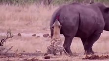 犀牛尾巴被鬣狗咬掉了，再不跑就要被掏肛了！
