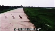 爆笑：就没见过这么糊涂的大鹅