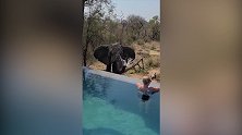 顽皮！南非一头野生大象朝泳池里的女子喷水