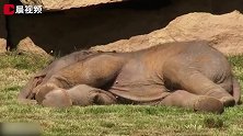 可爱溢出了屏幕！小象赖床“一动不动”，饲养员宠溺摇醒