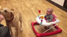 妈妈逗狗子，一旁的小萌娃却高兴坏了，都笑出了拖拉机般的声音了