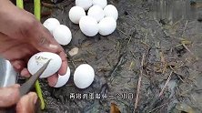 鸡蛋竟能孵出鱼？小哥敲碎蛋壳，便露出一条条的鱼苗！
