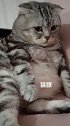 猫：我埋头苦吃，超勤奋...喵 听说养胖了就不会离家出走了是吗哈哈哈