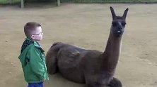 小男孩跟爸爸去看草泥马，结果对方太“热情”了，被喷了一脸口水