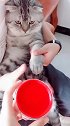 猫：放开我的猫：爪，我才不愿意按！